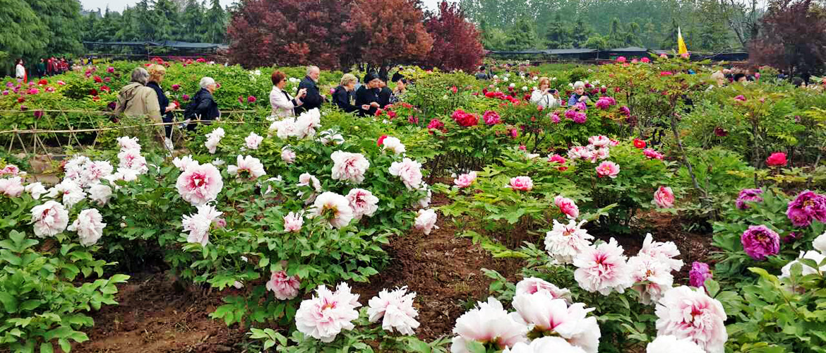 garden tours of China including Luoyang Peony Festival