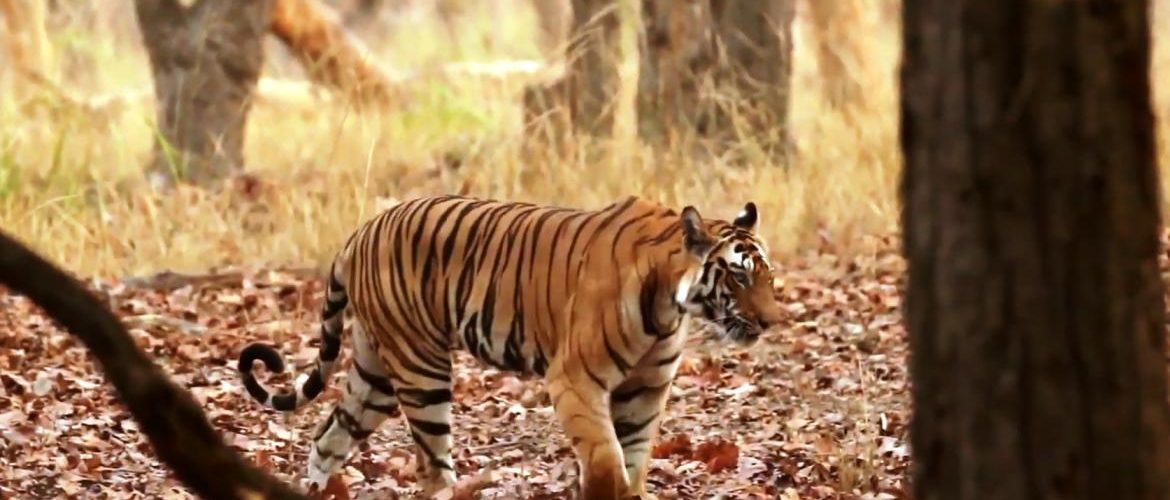 best India tours operators from Canada - Ranthambore National Park Bengal tiger 