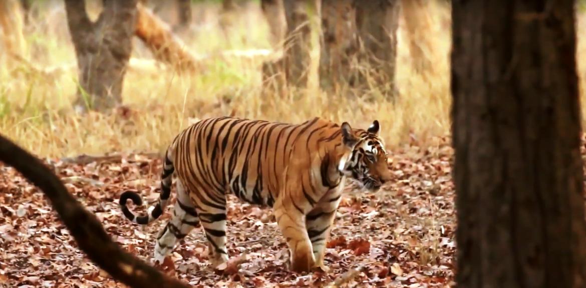 Nepal tours from Canada by Laurus Travel