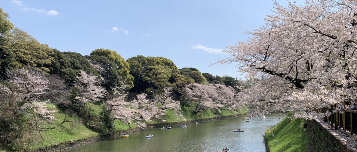2024 Japan Cherry Blossom tours & sakura viewing guide