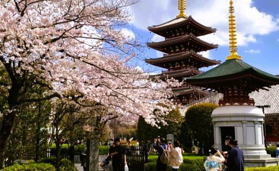 Japan Cherry Blossom Forecast