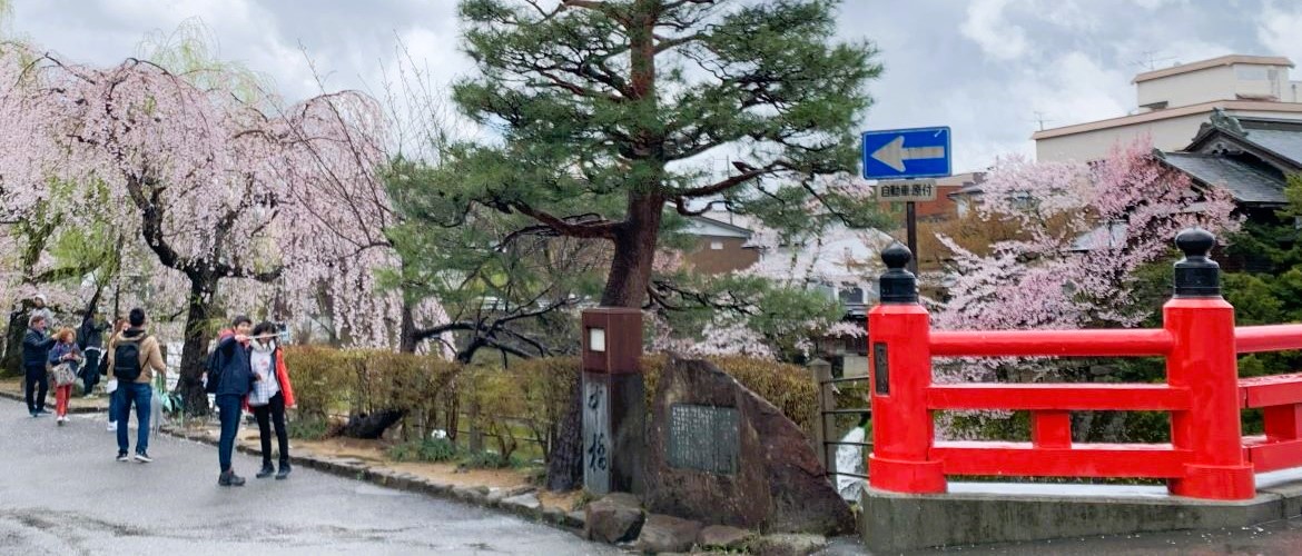 2024 Japan Cherry Blossom tours & sakura viewing guide