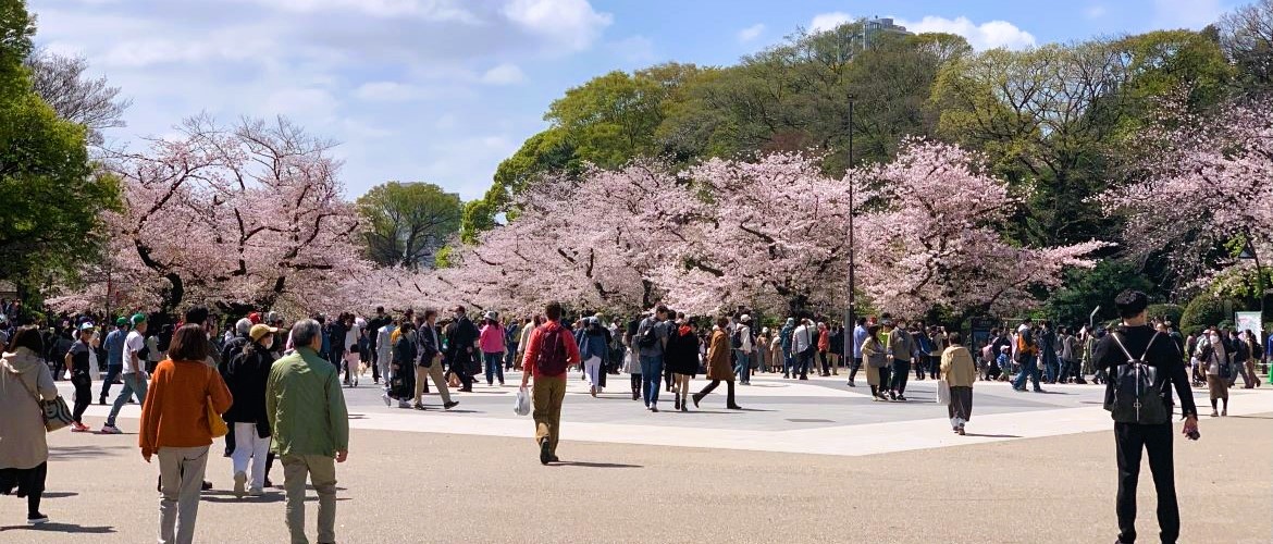 Cherry blossom tours of Japan sakura trips to Japan