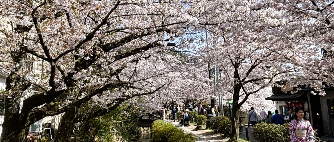 best Japan Cherry Blossom Tours from USA