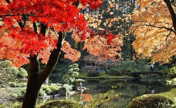 Japan fall colours tours