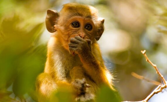 What's the best time to visit Sri Lanka