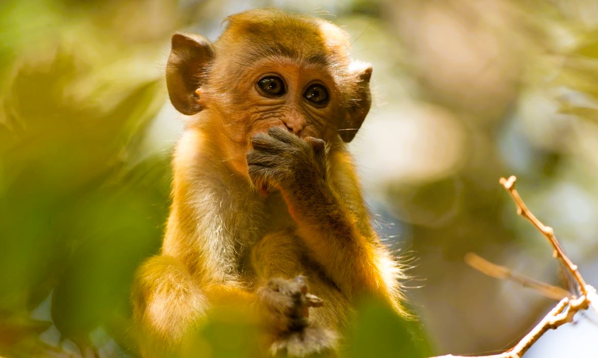 small group tours of Sri Lanka focusing on wildlife viewing