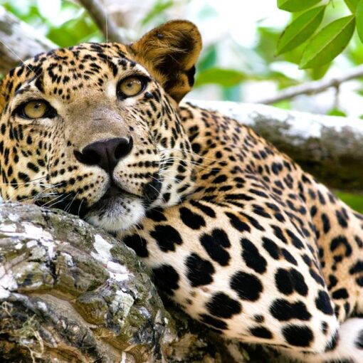 best Sri Lanka tours for active seniors