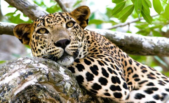 best Sri Lanka tours for active seniors