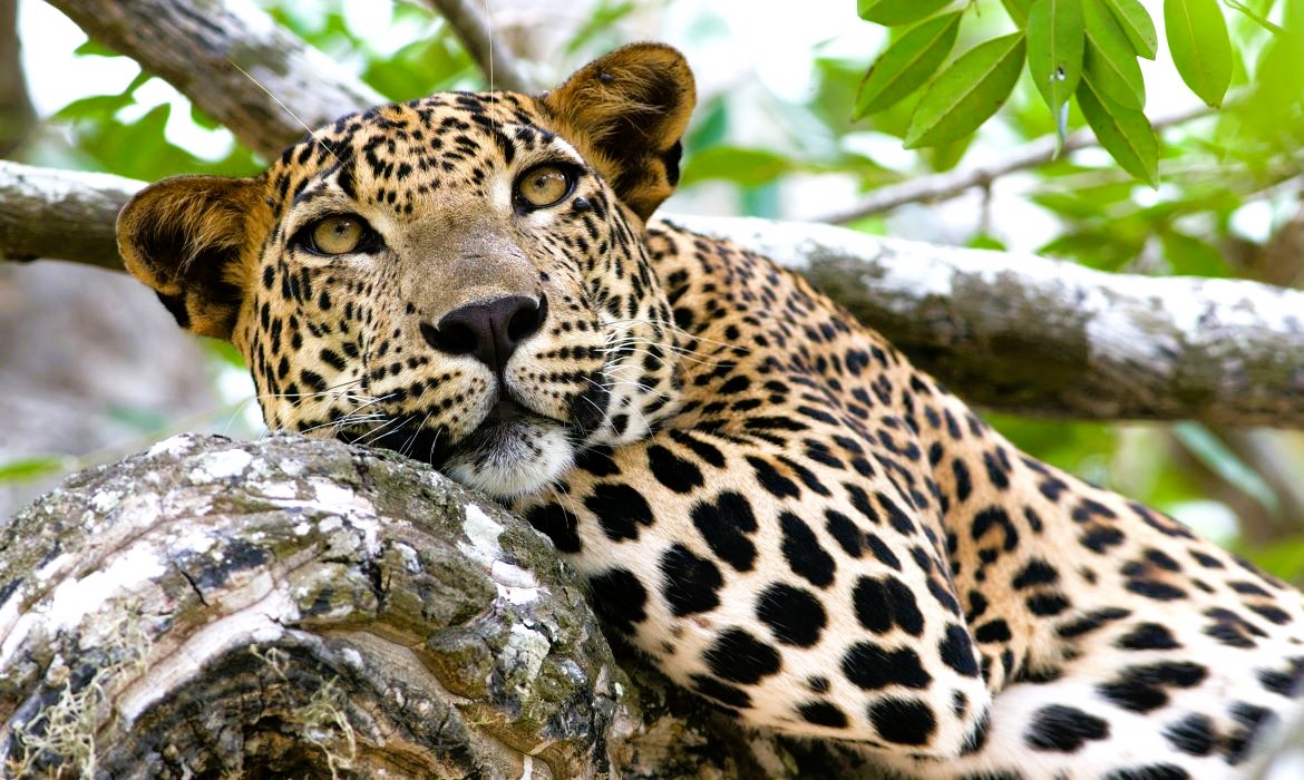 best Sri Lanka tours for active seniors